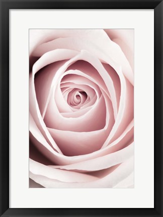 Framed Pink Rose No 1 Print