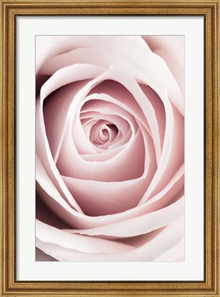 Framed Pink Rose No 1 Print