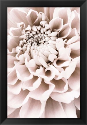 Framed Chrysanthemum No 1 Print