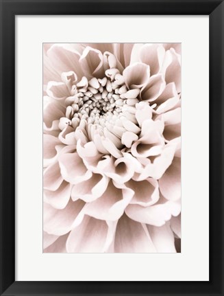 Framed Chrysanthemum No 1 Print