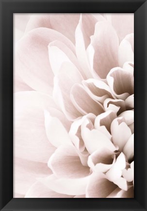 Framed Chrysanthemum No 2 Print