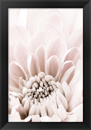 Framed Chrysanthemum No 6 Print