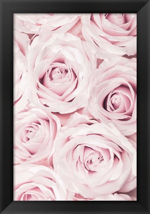 Framed Pink Roses No 2 Print