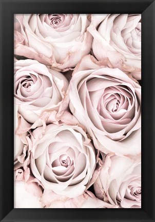 Framed Pink Roses No 1 Print