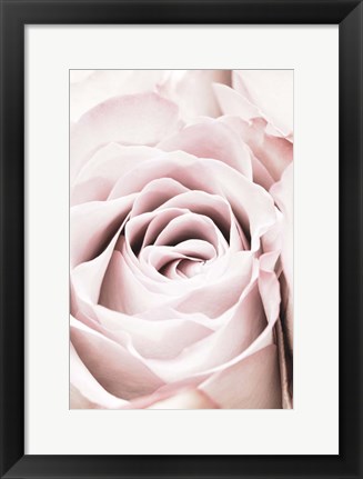 Framed Pink Rose No 6 Print