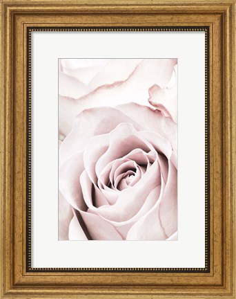 Framed Pink Rose No 5 Print