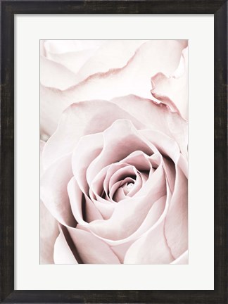 Framed Pink Rose No 5 Print