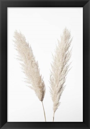 Framed Pampas White Print