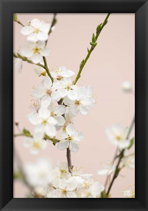 Framed Cherry Tree Flowers Print