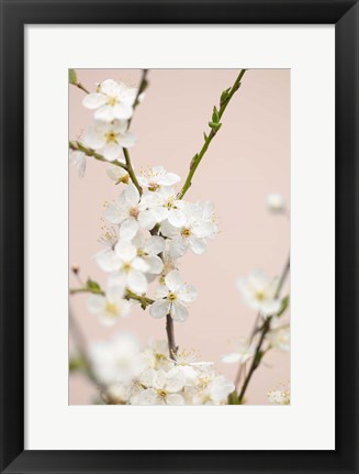 Framed Cherry Tree Flowers Print