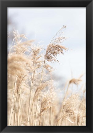 Framed Grass Reed and sky 3 Print