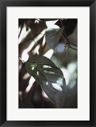 Framed Monstrea Leaves Nature 1 Print