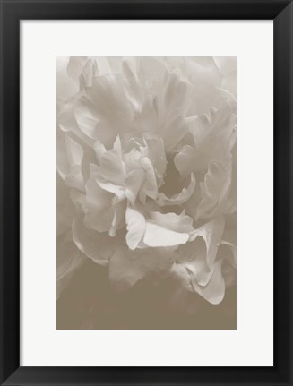 Framed Peony 9 Print