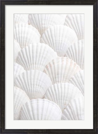 Framed Shells 3 Print