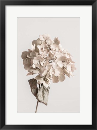 Framed Beige Dried flower Print