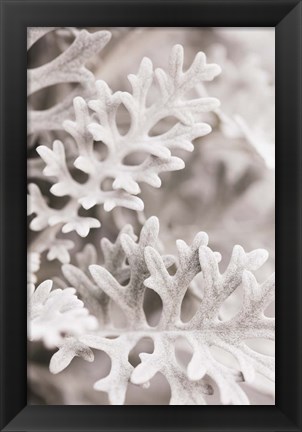 Framed Silver Leaves Print