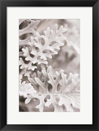 Framed Silver Leaves Print