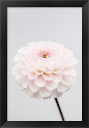 Framed Pink Flower No 3 Print