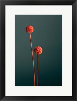 Framed Orange Seed Capsules Print