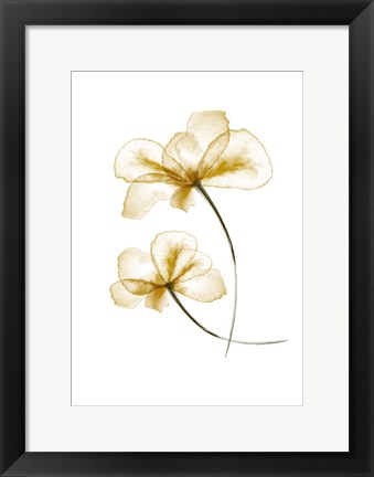 Framed Pressed Flowers Print