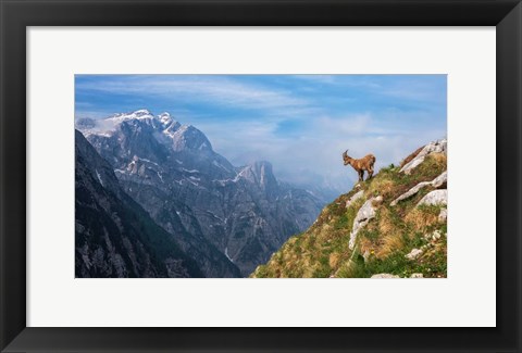 Framed Alpine Ibex in the Mountains Print