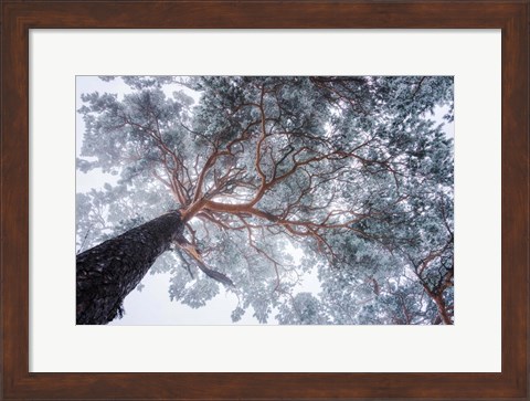 Framed Winter Tree Lines Print