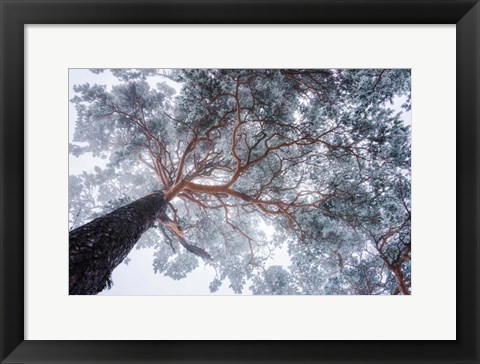 Framed Winter Tree Lines Print