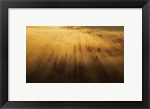 Framed Morning in the Forest Print