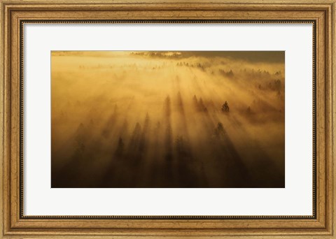 Framed Morning in the Forest Print