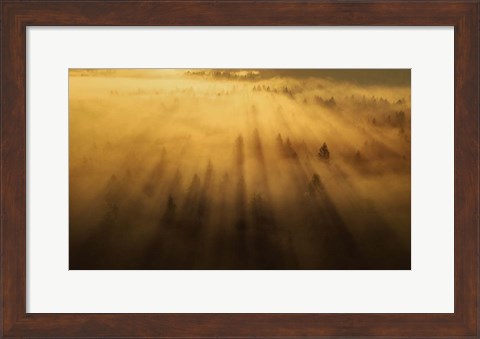 Framed Morning in the Forest Print