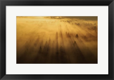 Framed Morning in the Forest Print