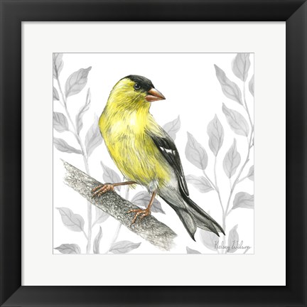 Framed Backyard Birds III-Goldfinch I Print