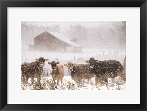 Framed Cold Cows on the Farm Print