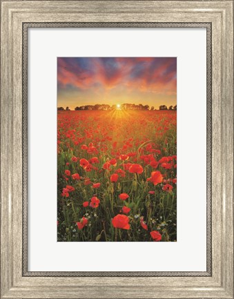 Framed Poppies at Sunset Print