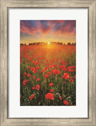 Framed Poppies at Sunset Print