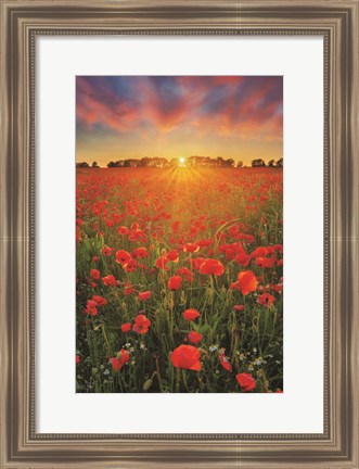 Framed Poppies at Sunset Print