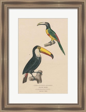 Framed Toucan Study Print