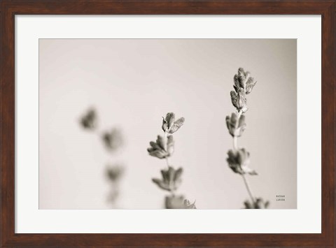 Framed Lavender Study Print