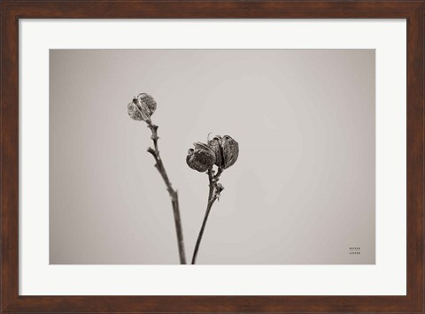 Framed Daylily Pod Study Print