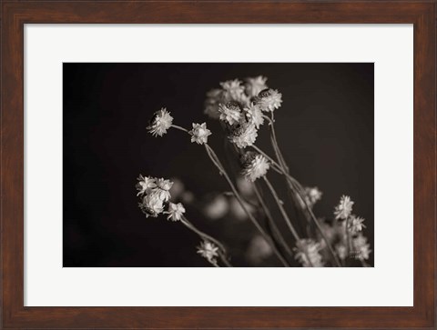 Framed Daisy Study Print