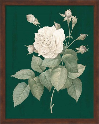 Framed White Roses on Green I Print