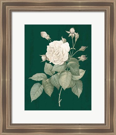 Framed White Roses on Green I Print