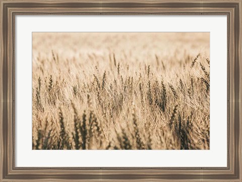 Framed Dakota Wheat Fields Print