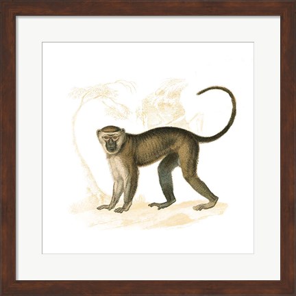 Framed Golden Monkey Print