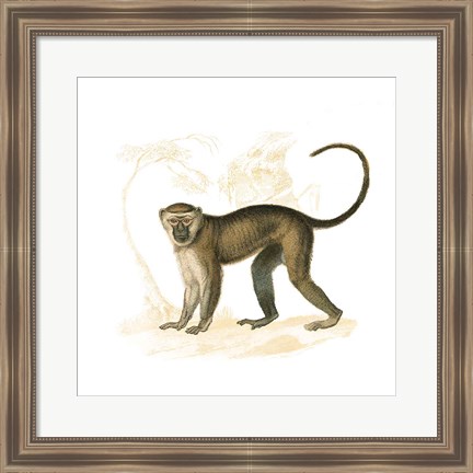 Framed Golden Monkey Print