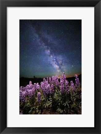 Framed Lupine Print