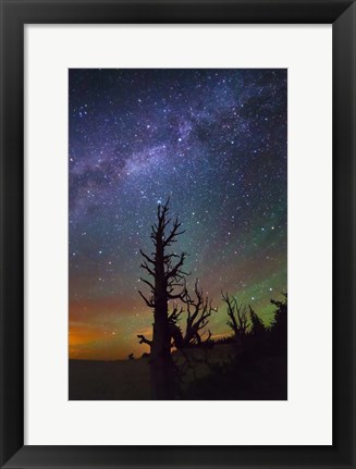 Framed Bristlecone Piercing Vega Print