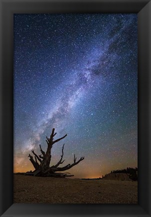 Framed Bristlecone Milky Way Bryce Print