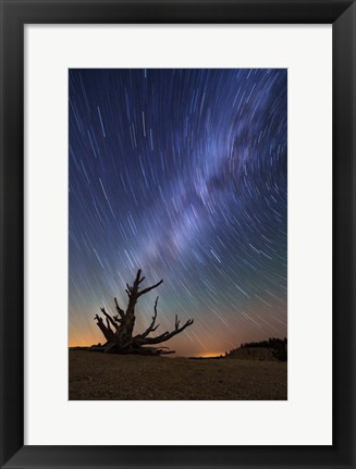 Framed Star Trails behind old Bristlecone Pine Print