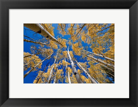 Framed Autumn Reach Print